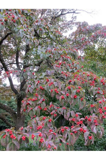 Плоды дерена флорида